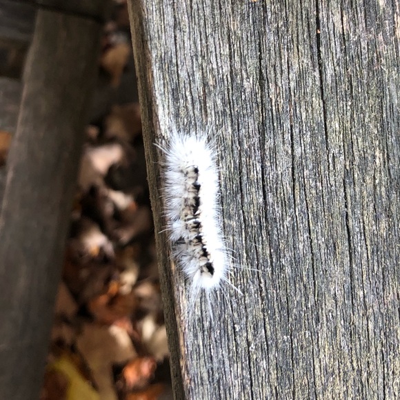 🐛DO NOT BUY! Do listen to the little caterpillar - Picture 3 of 3